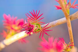 Attēlu rezultāti vaicājumam “Sorbaria sorbifolia bud”