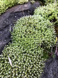 Attēlu rezultāti vaicājumam “Racomitrium canescens”