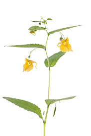 Attēlu rezultāti vaicājumam “Impatiens noli-tangere leaf”