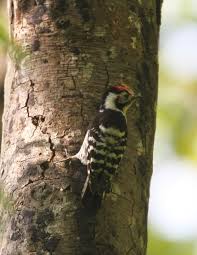 Attēlu rezultāti vaicājumam “Dendrocopos minor male”