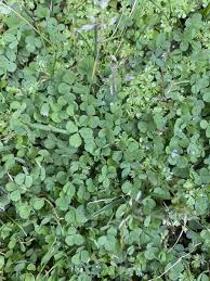 Attēlu rezultāti vaicājumam “Trifolium dubium leaf”