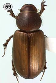 Attēlu rezultāti vaicājumam “Aphodius sp.”