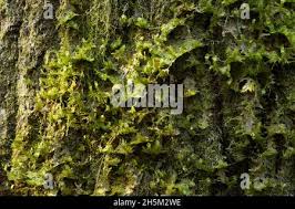 Attēlu rezultāti vaicājumam “Neckera pennata”