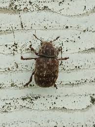 Attēlu rezultāti vaicājumam “Anthribus nebulosus”