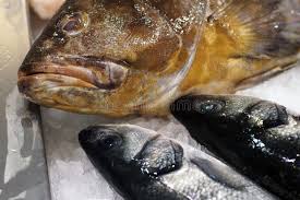 Image result for Epinephelus costae