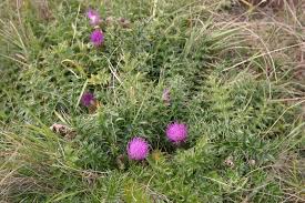 Attēlu rezultāti vaicājumam “Cirsium acaule leaf”