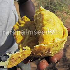 Attēlu rezultāti vaicājumam “Nardus stricta fruit”