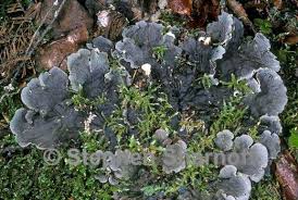 Attēlu rezultāti vaicājumam “Peltigera canina”