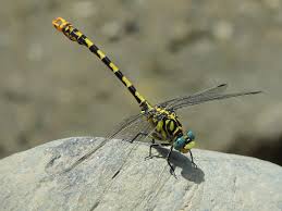 Attēlu rezultāti vaicājumam “Onychogomphus forcipatus”