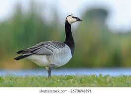 Attēlu rezultāti vaicājumam “Branta leucopsis adult”