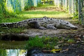 Image result for Crocodylus acutus