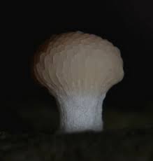 Attēlu rezultāti vaicājumam “Tubiferaceae”