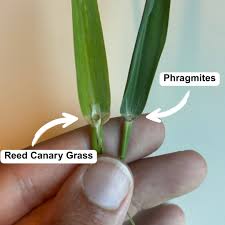 Attēlu rezultāti vaicājumam “Phragmites communis leaf”