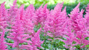 Image result for Astilbe