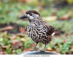 Image result for Nucifraga caryocatactes