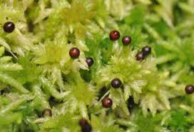 Attēlu rezultāti vaicājumam “Grimmia muehlenbeckii sporophyte”