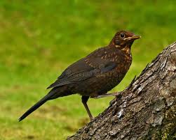 Attēlu rezultāti vaicājumam “Turdus merula juvenile”