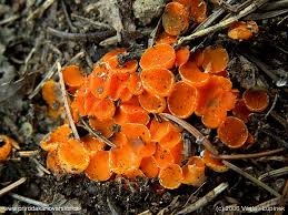 Attēlu rezultāti vaicājumam “Byssonectria fusispora”