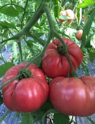 Afbeeldingsresultaat voor northern lights tomato