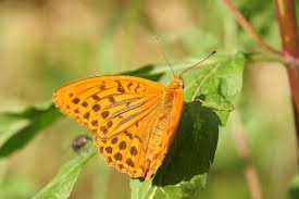 Attēlu rezultāti vaicājumam “Argynnis paphia female”