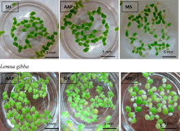 Attēlu rezultāti vaicājumam “Lemna gibba”