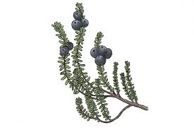 Attēlu rezultāti vaicājumam “Empetrum nigrum fruit”