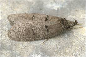 Attēlu rezultāti vaicājumam “Luquetia lobella”