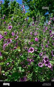 Image result for Malva sylvestris 'Zebrina'