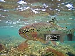 Image result for Oncorhynchus mykiss
