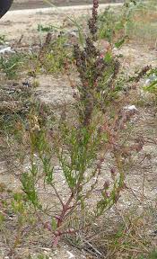 Attēlu rezultāti vaicājumam “Atriplex littoralis fruit”