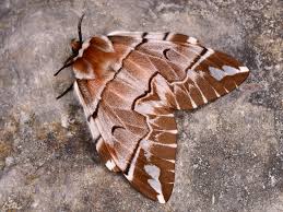 Attēlu rezultāti vaicājumam “Endromidae”