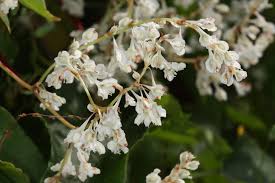 Attēlu rezultāti vaicājumam “Fallopia dumetorum”