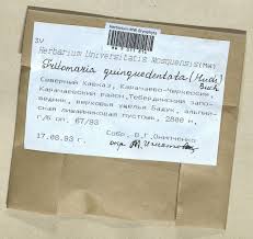 Attēlu rezultāti vaicājumam “Trilophozia quinquedentata”