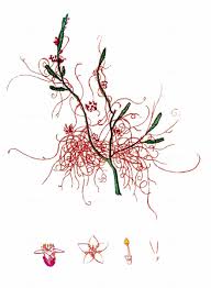 Attēlu rezultāti vaicājumam “Cuscuta epithymum subsp. trifolii”