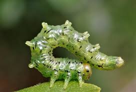 Attēlu rezultāti vaicājumam “Nematus salicis larva”