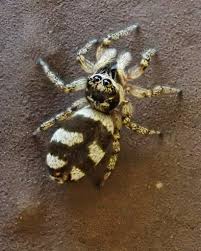 Attēlu rezultāti vaicājumam “Salticus scenicus”