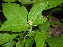 Attēlu rezultāti vaicājumam “Galinsoga quadriradiata leaf”