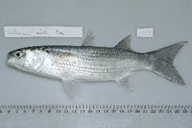 Image result for Crenimugil seheli