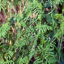 Attēlu rezultāti vaicājumam “Vicia hirsuta fruit”