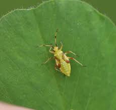 Attēlu rezultāti vaicājumam “Dryophilocoris flavoquadrimaculatus”