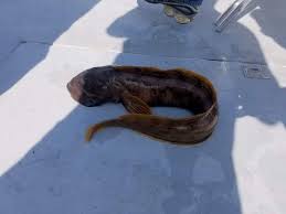 Image result for Zoarces americanus