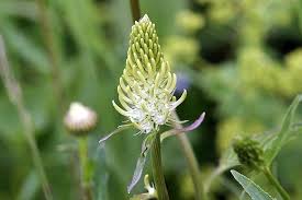 Attēlu rezultāti vaicājumam “Phyteuma spicatum leaf”