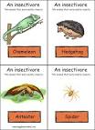 Food Chain Flashcards