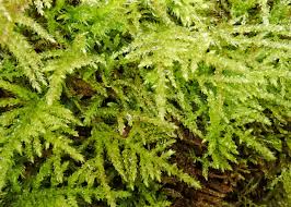 Attēlu rezultāti vaicājumam “Sciuro-hypnum curtum sporophyte”