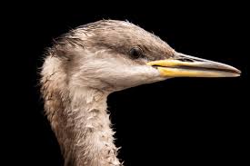 Attēlu rezultāti vaicājumam “Podiceps grisegena”