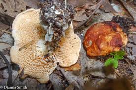 Attēlu rezultāti vaicājumam “Hydnum rufescens”