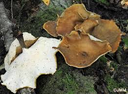 Attēlu rezultāti vaicājumam “Polyporus melanopus”