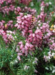 Attēlu rezultāti vaicājumam “Erica x darleyensis flower”