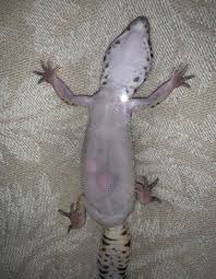 Image result for gravidity leopard gecko