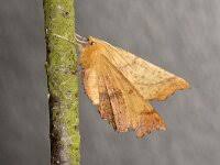 Attēlu rezultāti vaicājumam “Ennomos autumnaria male”